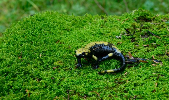 Salamandra di Aurora