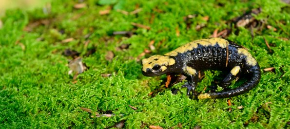 Salamandra di Aurora 