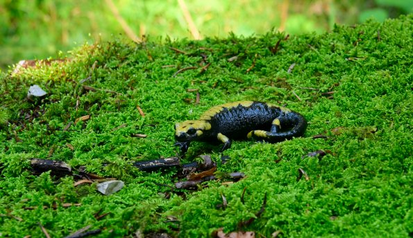 Salamandra di Aurora