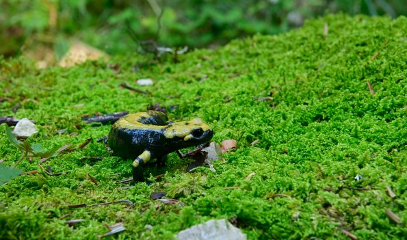 Salamandra di Aurora