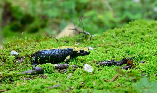 Salamandra di Aurora