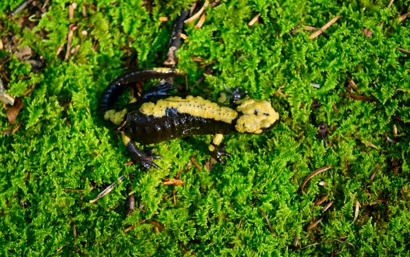 Salamandra di Aurora 