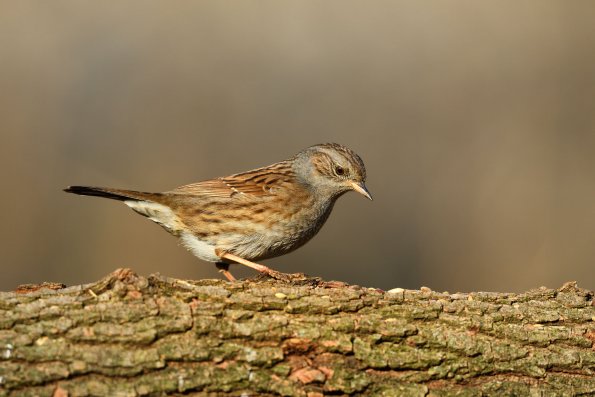 Passera scopaiola