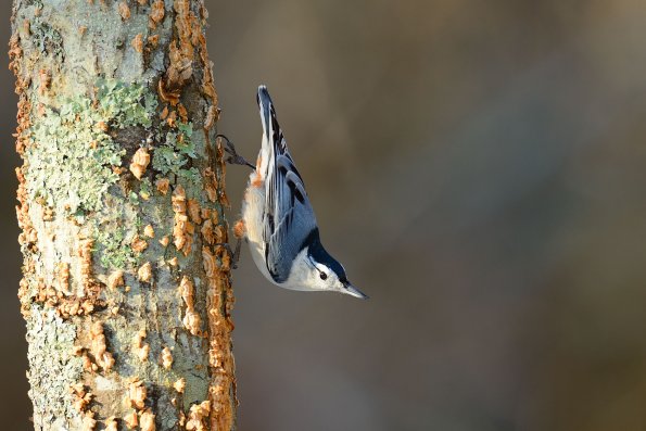 White-breasted nuthatch - Picchio muratore pettobianco