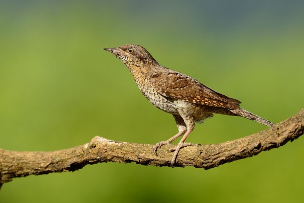Torcicollo