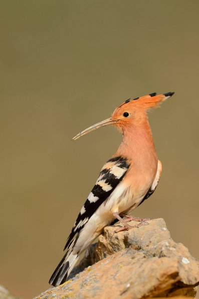 Upupa