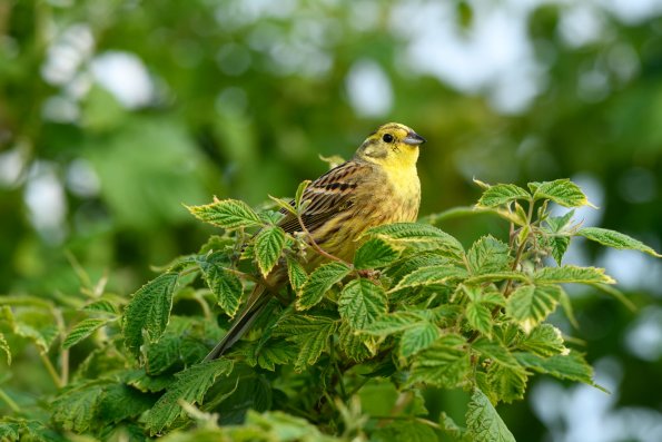 Zigolo giallo