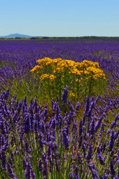 Lavanda