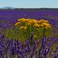 Lavanda