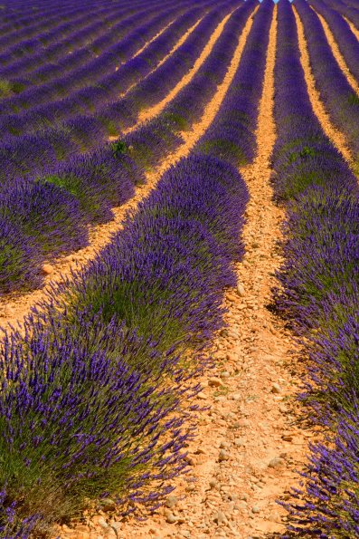 Lavanda