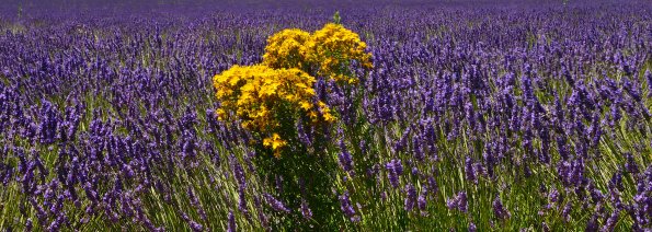 Lavanda