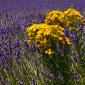 Lavanda