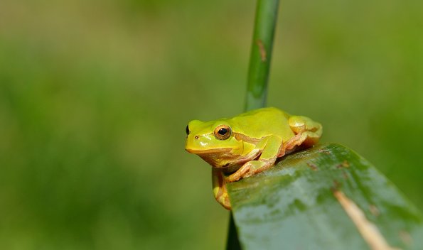 Raganella