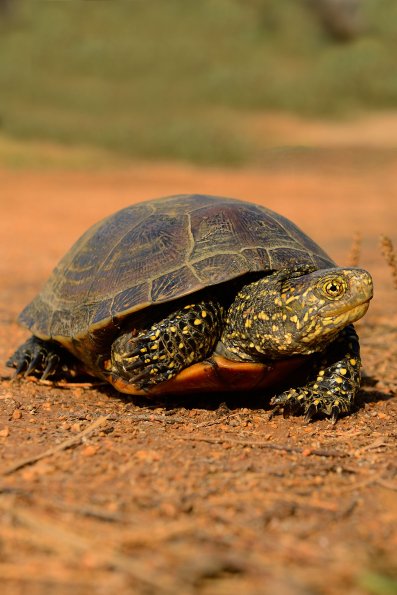 Testuggine palustre europea