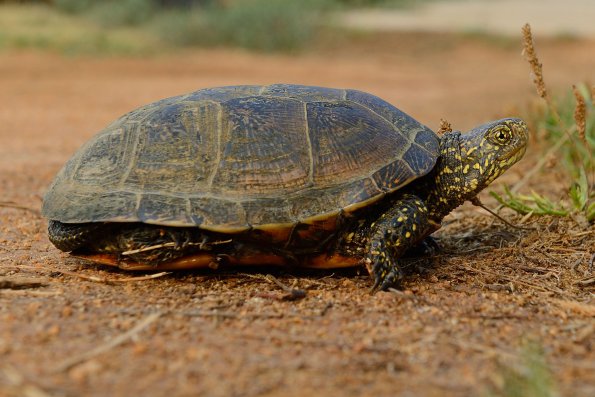 Testuggine palustre europea