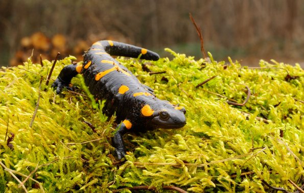 Salamandra pezzata