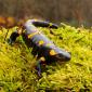 Salamandra pezzata