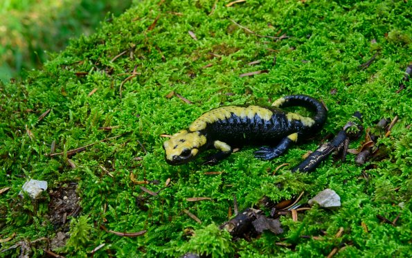 Salamandra di Aurora