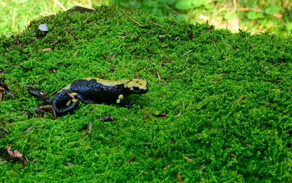 Salamandra di Aurora