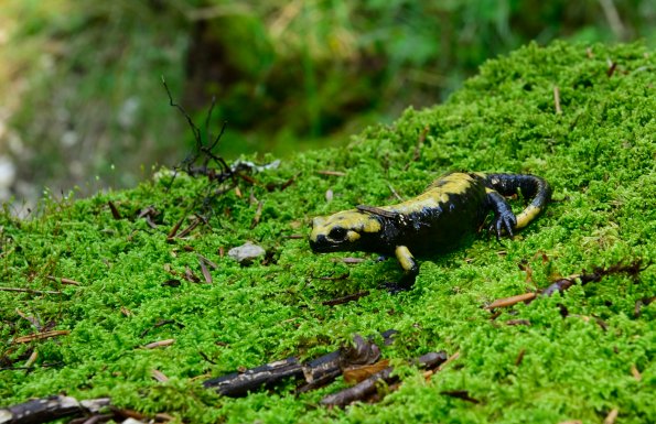 Salamandra di Aurora