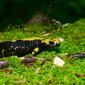 Salamandra di Aurora