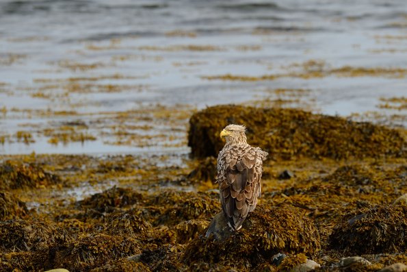 Aquila di mare
