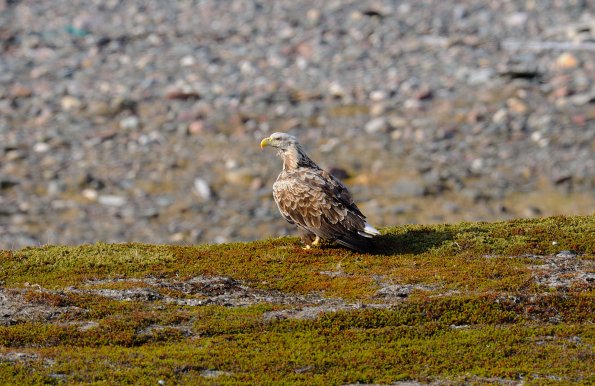 Aquila di mare dalla coda bianca 