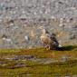 Aquila di mare dalla coda bianca 