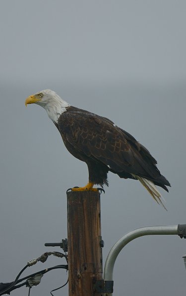 Aquila di mare dalla testa bianca