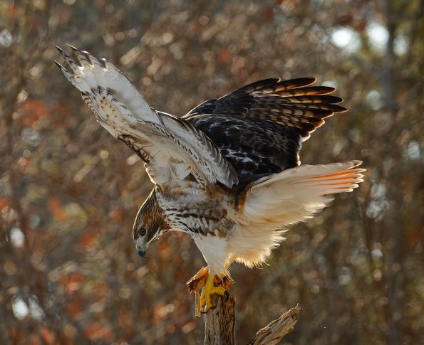 Red-tailed hawk
