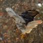 Red-tailed hawk