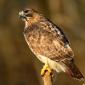 Red-tailed hawk