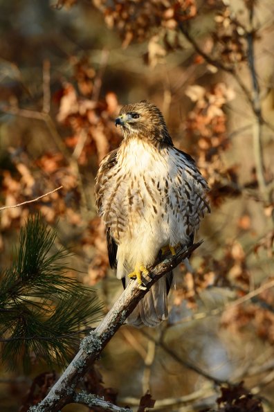 Red-tailed hawk
