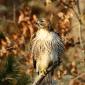 Red-tailed hawk