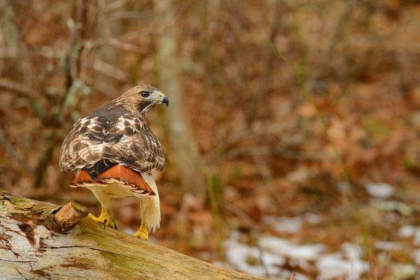 Red-tailed hawk
