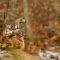 Red-tailed hawk