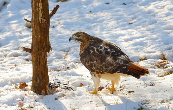 Red-tailed hawk