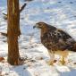 Red-tailed hawk