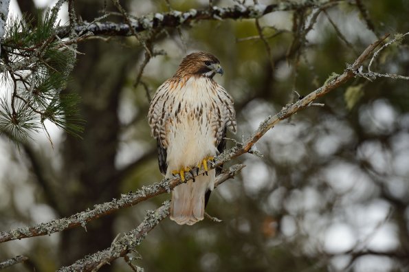 Red-tailed hawk