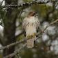 Red-tailed hawk