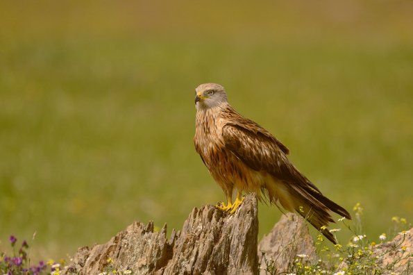 Nibbio reale