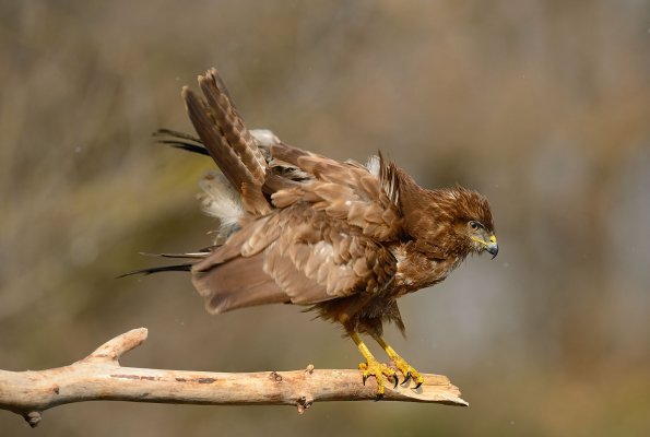Poiana - Buteo 