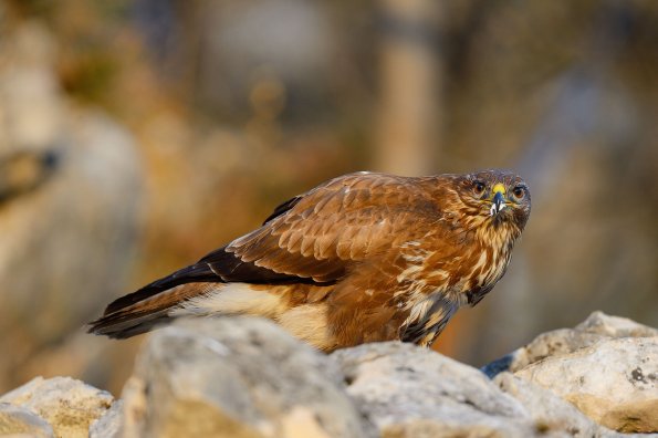 Poiana 