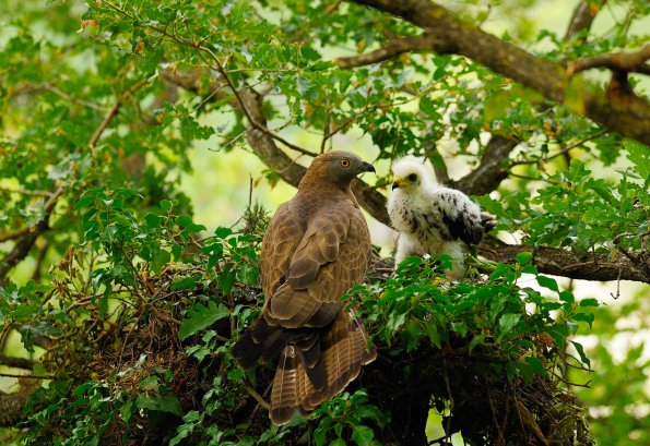 Falco pecchiaiolo