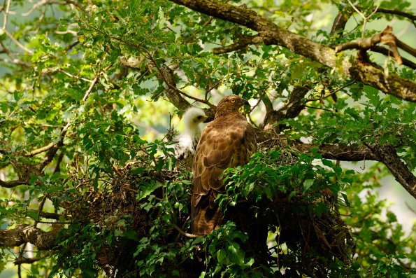 Falco pecchiaiolo