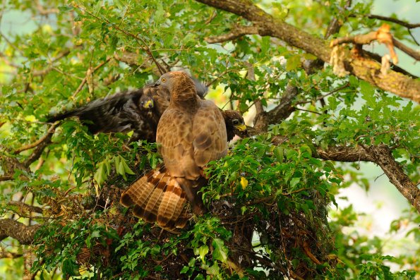 Falco pecchiaiolo