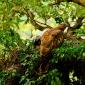 Falco pecchiaiolo