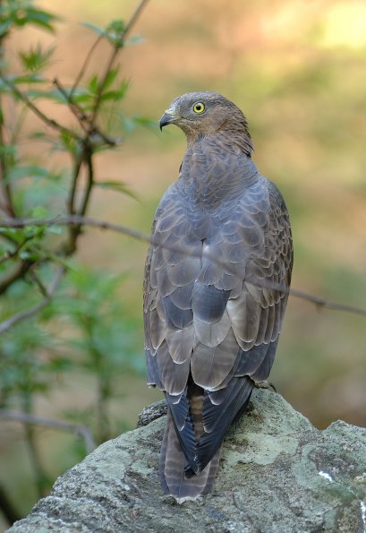 Falco pecchiaiolo