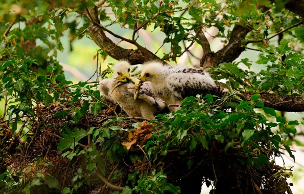 Falco pecchiaiolo