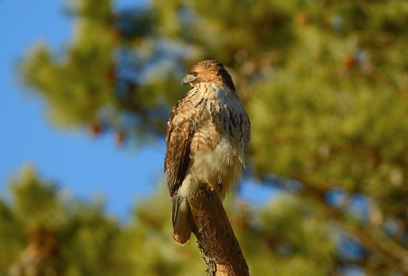 Red-tailed hawk 